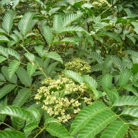 Leea indica (Burm.f.) Merr.
